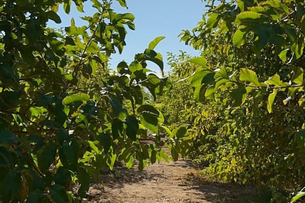 sustainability-at-jaz-hotel-group-1 sustainability-at-jaz-hotel-group-1