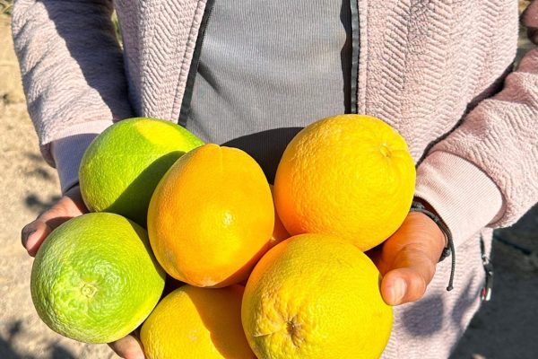 sustainability-at-jaz-hotel-group-2 sustainability-at-jaz-hotel-group-2