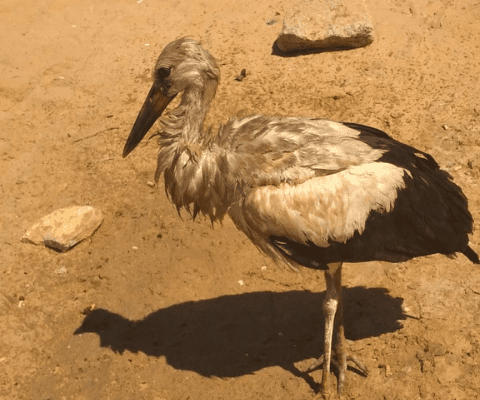 jaz-hotel-group-extends-helping-hand-to-wildlife-2 jaz-hotel-group-extends-helping-hand-to-wildlife-2